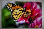 Butterfly With Flowers, Billet Aluminum Trailer Hitch Plug Cover,uv, 3"X5". Fixed Price $47.99.