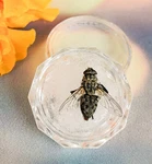 Horse Fly Acrylic Case Display Oddities Curiosities Collectible Entomology Decor. Fixed Price $19.99.
