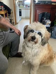Ride Dogs Dogglers Pet Goggles/glasses - Xl Car,bike,boat,motorcycle,atv. Fixed Price $10.88.