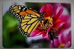 Billet Aluminum Trailer Hitch Cover, Butterfly With Flowers 3X5, Uv. Fixed Price $45.99.